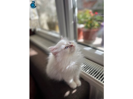 Golden Beyaz Uzun Tüylü Birbirinden Güzel Yavrularım