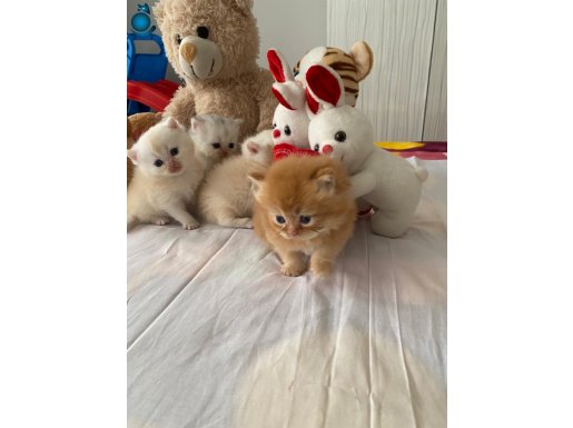 Safkan British Shorthair Oyuncu ve Sevimli Yavrularımız