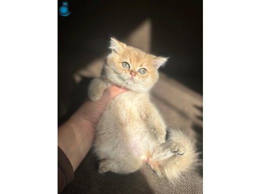 Golden ve Beyaz Safkan Cins British Yavrularım