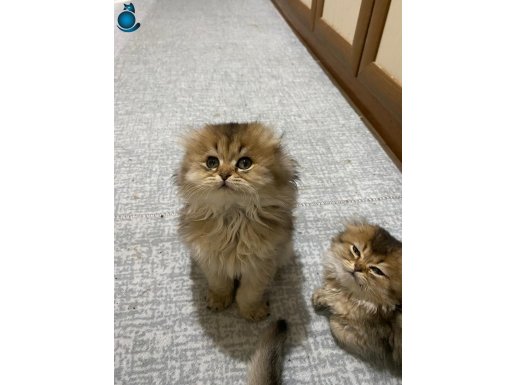 Golden ny Kodlu Efsane Güzel Yavrularım