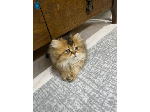 Birbirinden Güzel Renklerde Sarı ve Beyaz Yavrularım