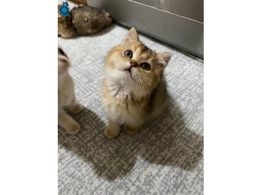 Golden Beyaz Blupoint Chocolate Point Efsane Yavrularım