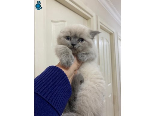 Cana yakın çok tatlı birbirinden güzel cins yavrularım