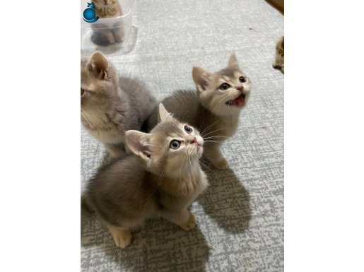 Sağlıklı Oyuncu ve Sevimli British Yavrularım