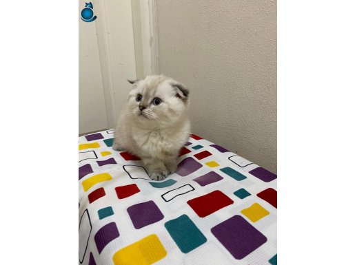 Eğik Kulaklı Bol Yanaklı Tatlı Yavrum