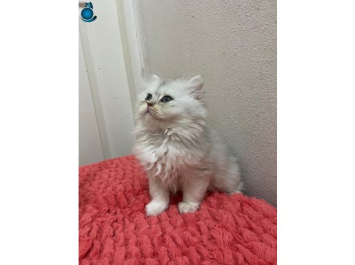 Gümüş Bulut Bakışlı Zümrüt Gözlü British Longhair Yavrusu