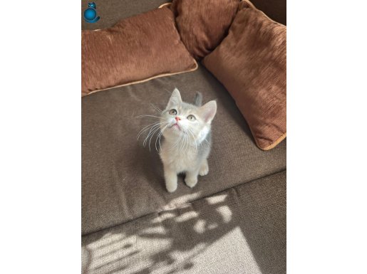 İzmir Buca'da Sosyal Kelebek: Gümüş Bakışlı Orijinal British Shorthair