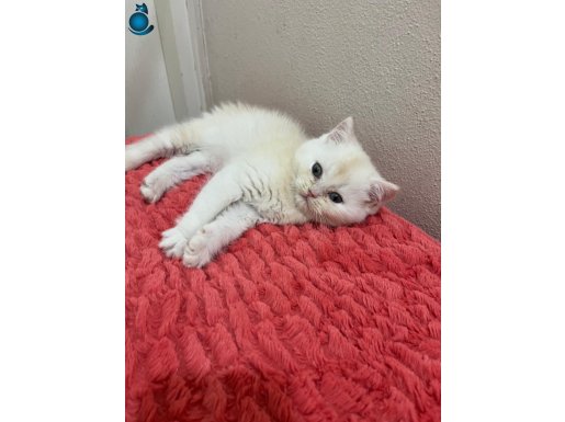 İzmir Buca'nın En Uysal Scottish Straight Şekeri – Hemen Teslim