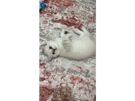 Mükemmel tatlı british yavrularım