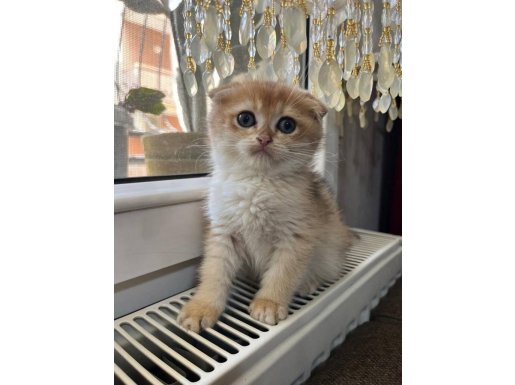 Golden ve Silver Eğik Kulaklı Çok Tatlı Yavrular