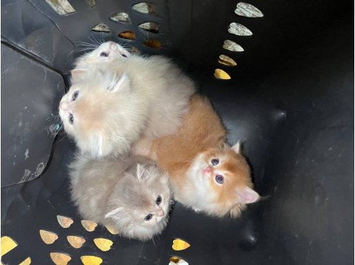 By12 Cy12 Ay12 Ny12 Golden Efsane Kalitedeki Yavrularım