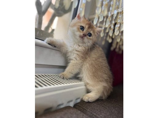 Ny12 Golden ve Silverpoint Oyuncu Tatlı Yavrularım