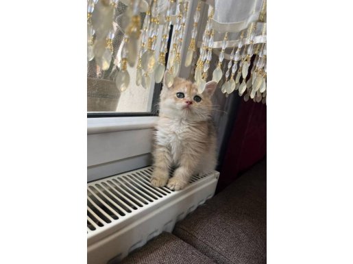 Golden ny12 ve Birbirinden Güzel Diğer Yavrularım