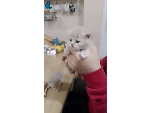 Birbirinden güzel british shorthair yavrularım