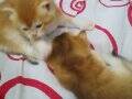 Sapsarı golden ve bembeyaz british shorthair yavrularım