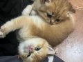 Golden ve beyaz cins tatlı oyuncu yavrularım 