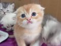 Cins efsane güzel eğik kulaklı scottish fold yavrularım