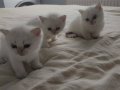 Bembeyaz cins güzel british shorthair yavrularım