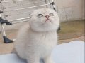 Ayı Surat Efsane Tatlılıkta Kaliteli Yavrularım