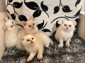 Ayı Surat Efsane Tatlılıkta Kaliteli Yavrularım