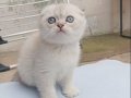 Ayı Surat Efsane Tatlılıkta Kaliteli Yavrularım