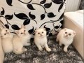 Ayı Surat Efsane Tatlılıkta Kaliteli Yavrularım