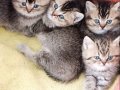 Golden ve Diğer Renklerde Cins Kodlu Yavrularım