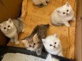 Golden ve beyaz uzun tüylü kaliteli cins yavrularım