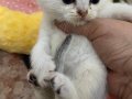 Eğik kulaklı beyaz oyuncu ve tatlı yavrularım