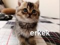 Beyaz ve golden kısa tüylü british yavrularım