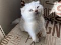 Kendini Deli gibi sevdiren scottish fold yavrularım
