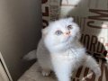 Kendini Deli gibi sevdiren scottish fold yavrularım