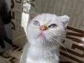 Kendini Deli gibi sevdiren scottish fold yavrularım