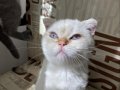 Kendini Deli gibi sevdiren scottish fold yavrularım