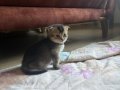 Beyaz Sarı Ve Gri Renklerde Tatlı Oyuncu Yavrularım