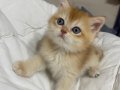 Tatlımı tatlı golden renginde kodlu safkan yavrularım