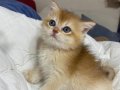 Tatlımı tatlı golden renginde kodlu safkan yavrularım