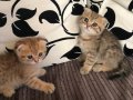 Golden Tatlı Eğik Kulaklı Sevimli Yavrularım