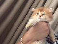 Golden ve Beyaz Üst Kalite Cins Uzun Tüylü Yavrularım