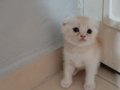 Scottish fold uzun ve kısa tüylü efsane yavrularım