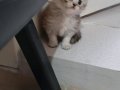 Scottish fold uzun ve kısa tüylü efsane yavrularım