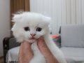Scottish fold uzun ve kısa tüylü efsane yavrularım
