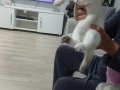 Beyaz ve Golden Eğik Kulaklı Tatlı Yavrularım