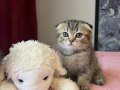 Beyaz ve Golden Eğik Kulaklı Tatlı Yavrularım
