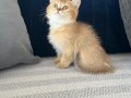 Efsane Kalitede Golden ve Beyaz Kodlu Cins Yavrularım