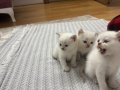 Efsane Kalitede Golden ve Beyaz Kodlu Cins Yavrularım