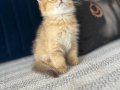Beyaz ve golden cins dik kulak yavrularım