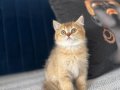 Beyaz ve golden cins dik kulak yavrularım
