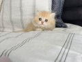 Üst Kalite Golden ve Beyaz Kodlu Uzun Tüylü Yavrularım