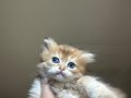 Efsane sevimlilikte beyaz ve kodlu cins yavrularım